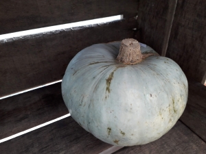 Livraison Courge bleue de Hongrie - 1kg